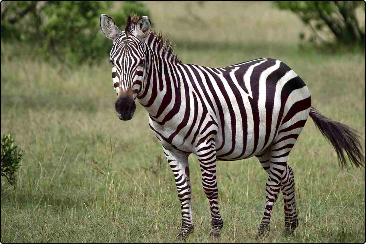 A zebra standing gracefully on a lush green grassy field.